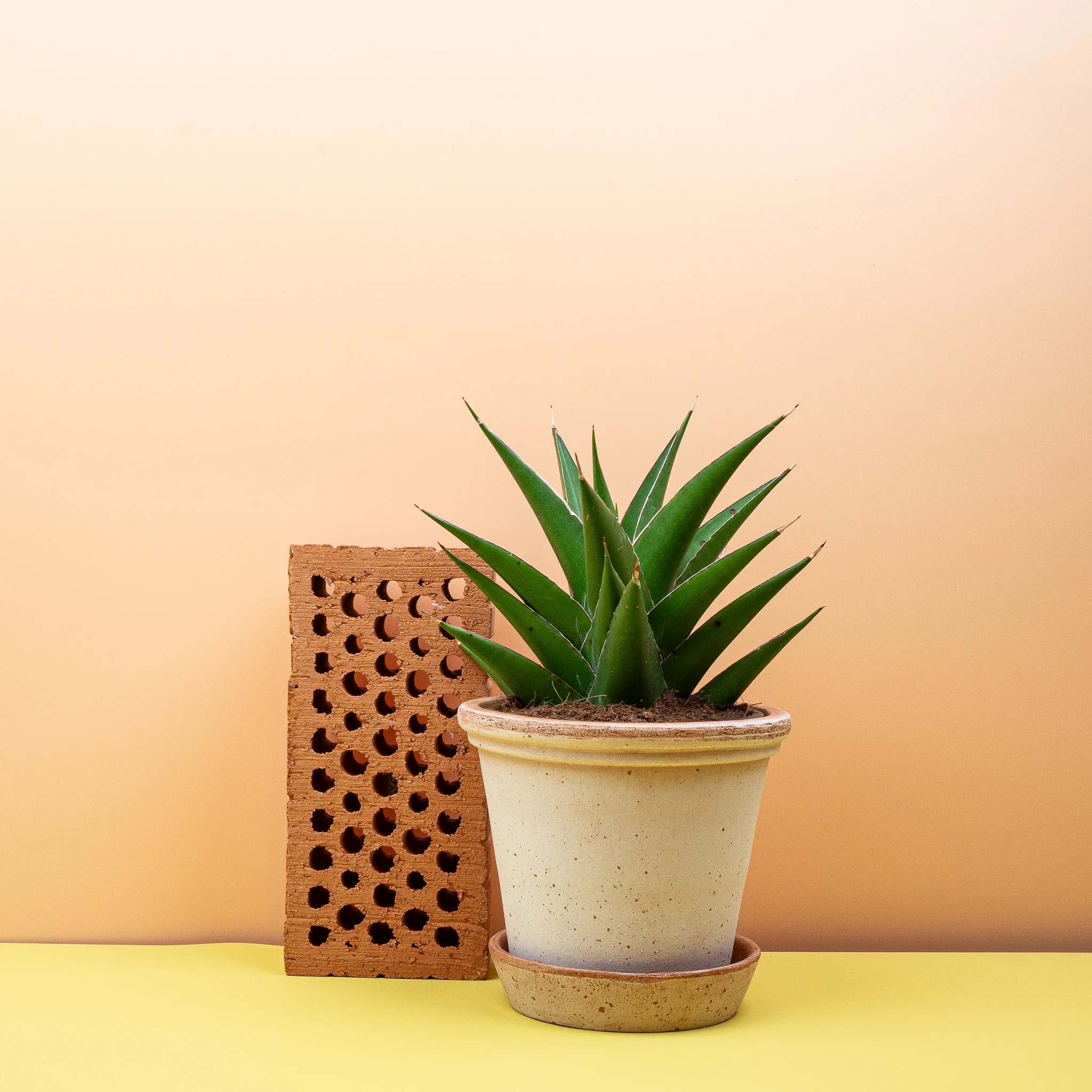 SANSEVIERIA SAMURAI - Image 10