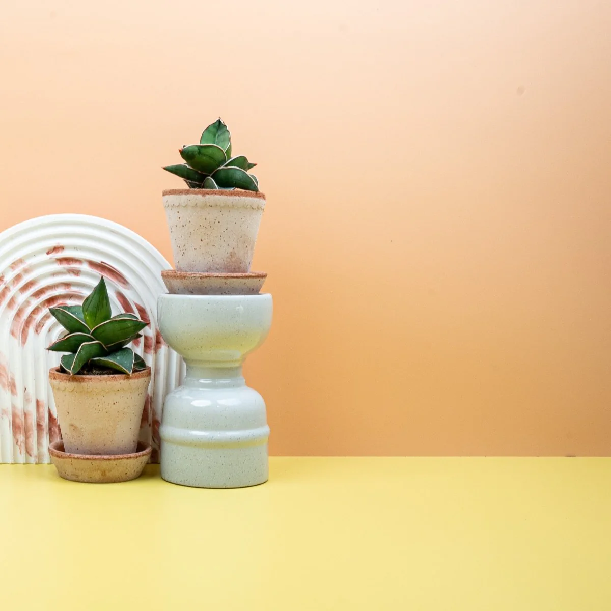 SANSEVIERIA SAMURAI - Image 2