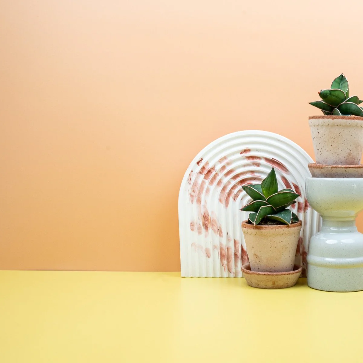 SANSEVIERIA SAMURAI - Image 3