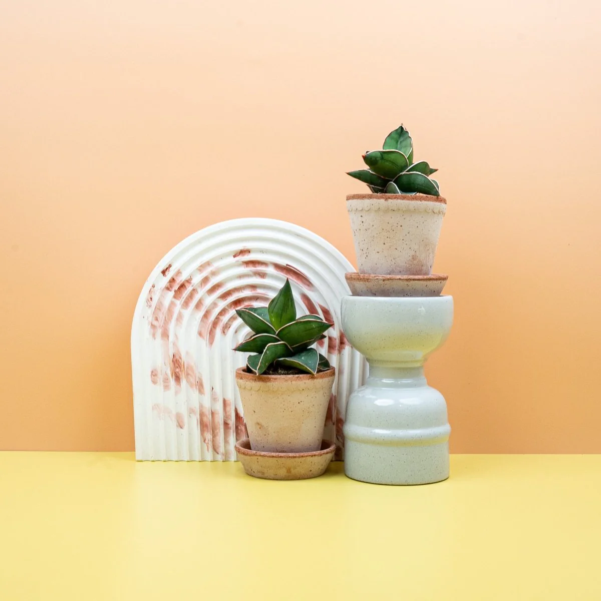 SANSEVIERIA SAMURAI - Image 4