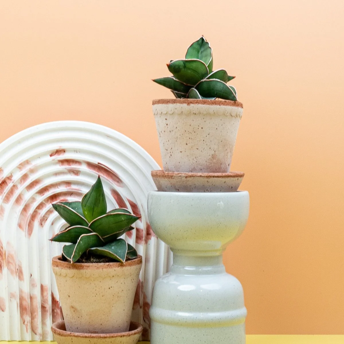 SANSEVIERIA SAMURAI - Image 5