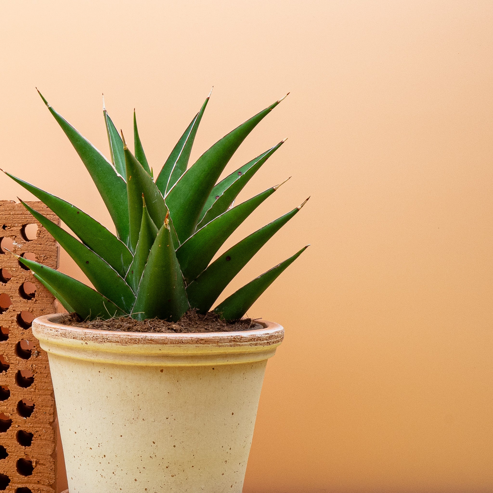 SANSEVIERIA SAMURAI - Image 6