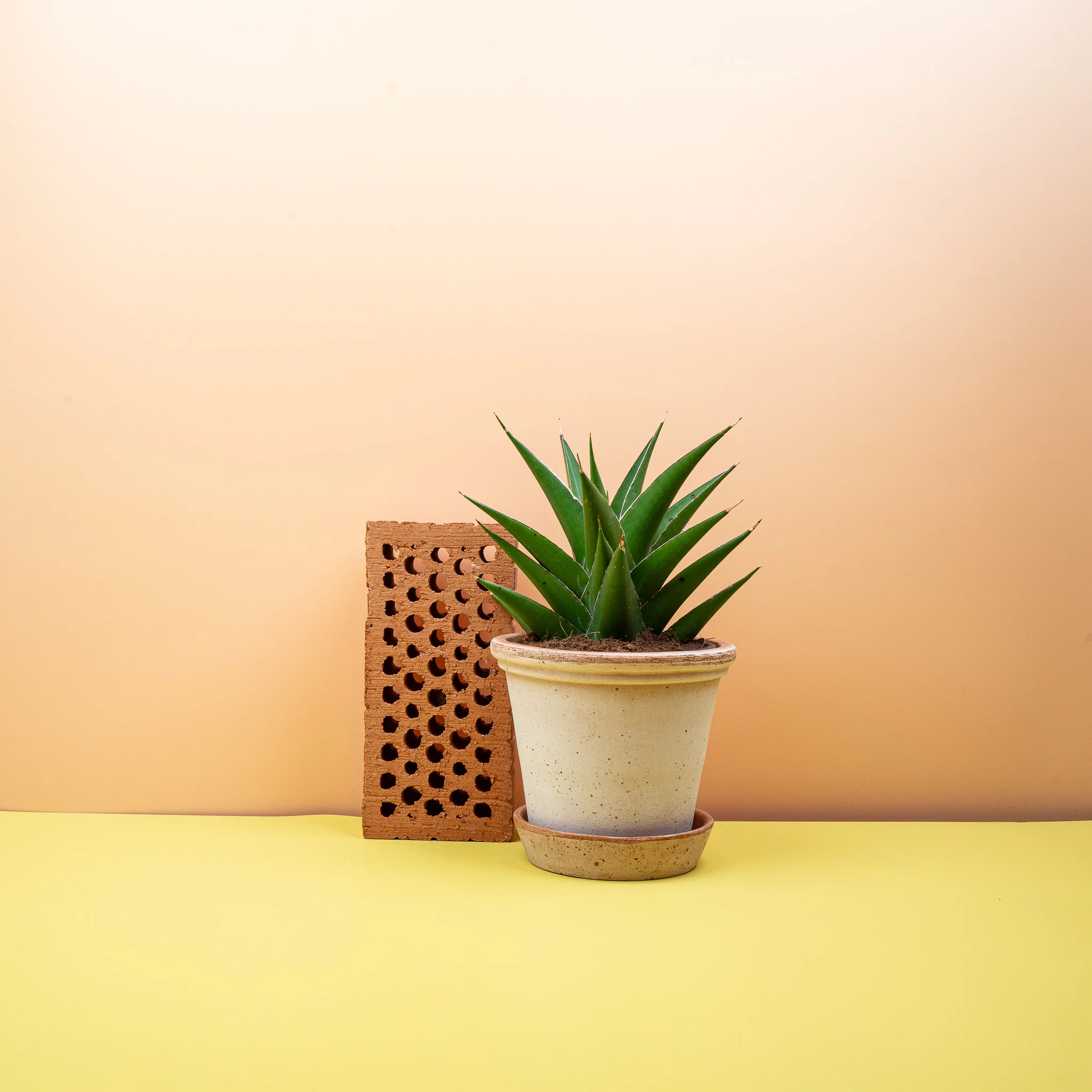 SANSEVIERIA SAMURAI - Image 7