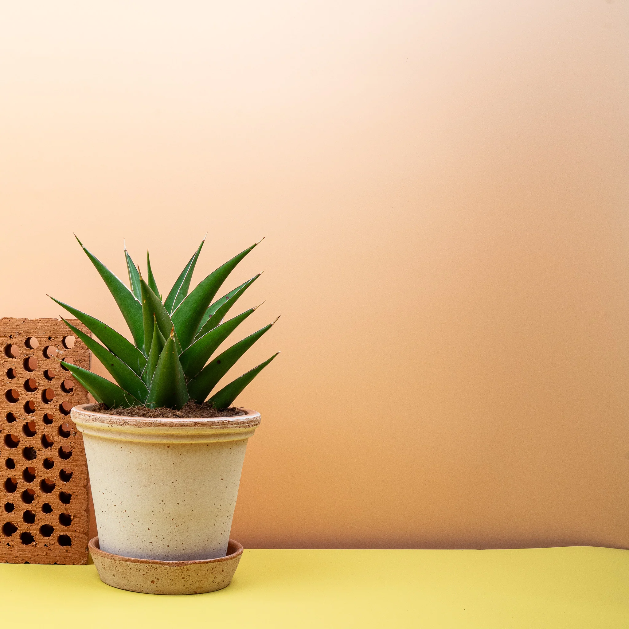 SANSEVIERIA SAMURAI - Image 8