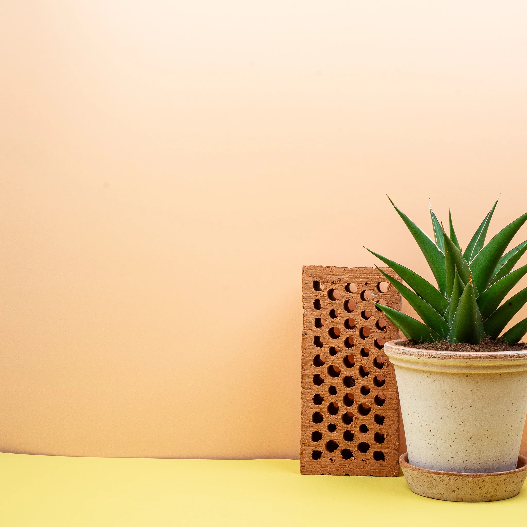 SANSEVIERIA SAMURAI - Image 9
