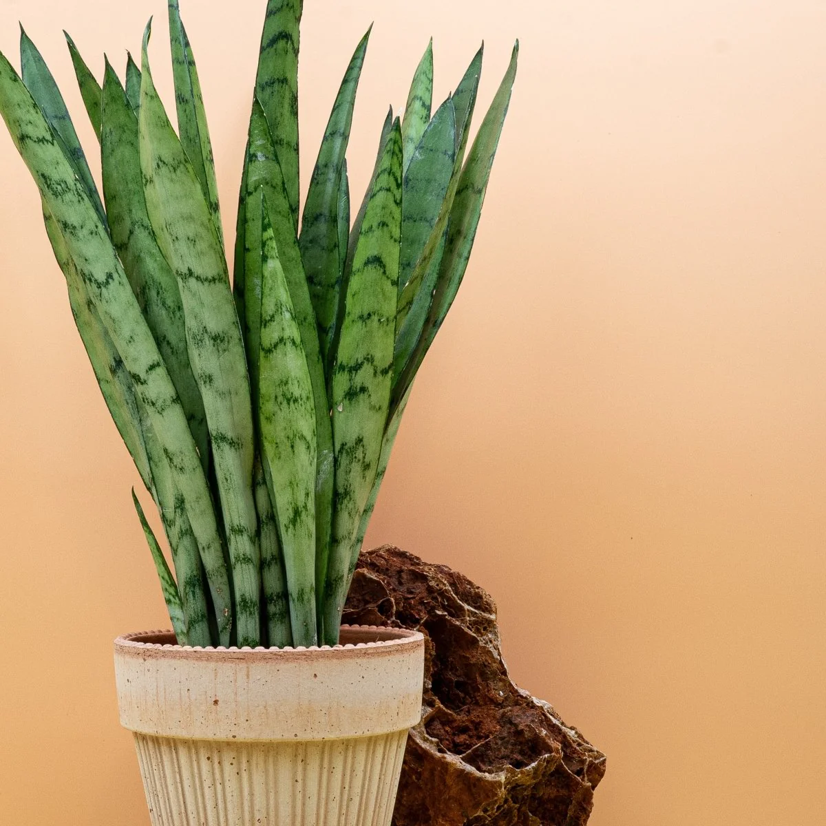 SANSEVIERIA SILVER PRINCESS - Image 10