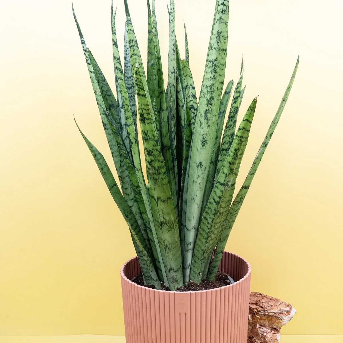SANSEVIERIA SILVER PRINCESS - Image 3