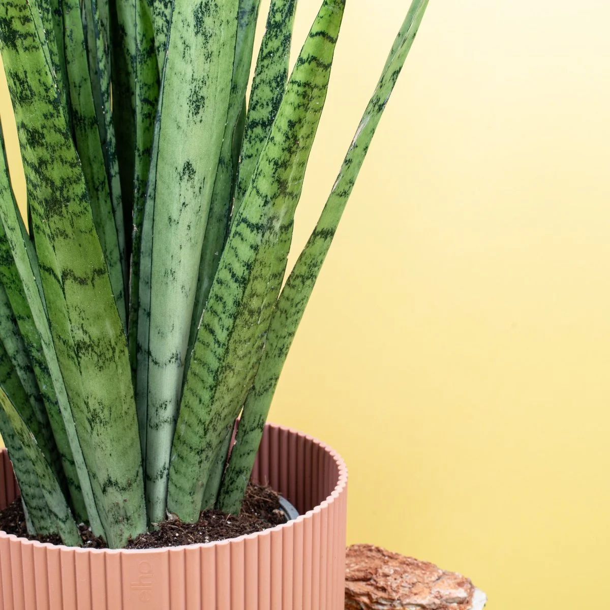 SANSEVIERIA SILVER PRINCESS - Image 4