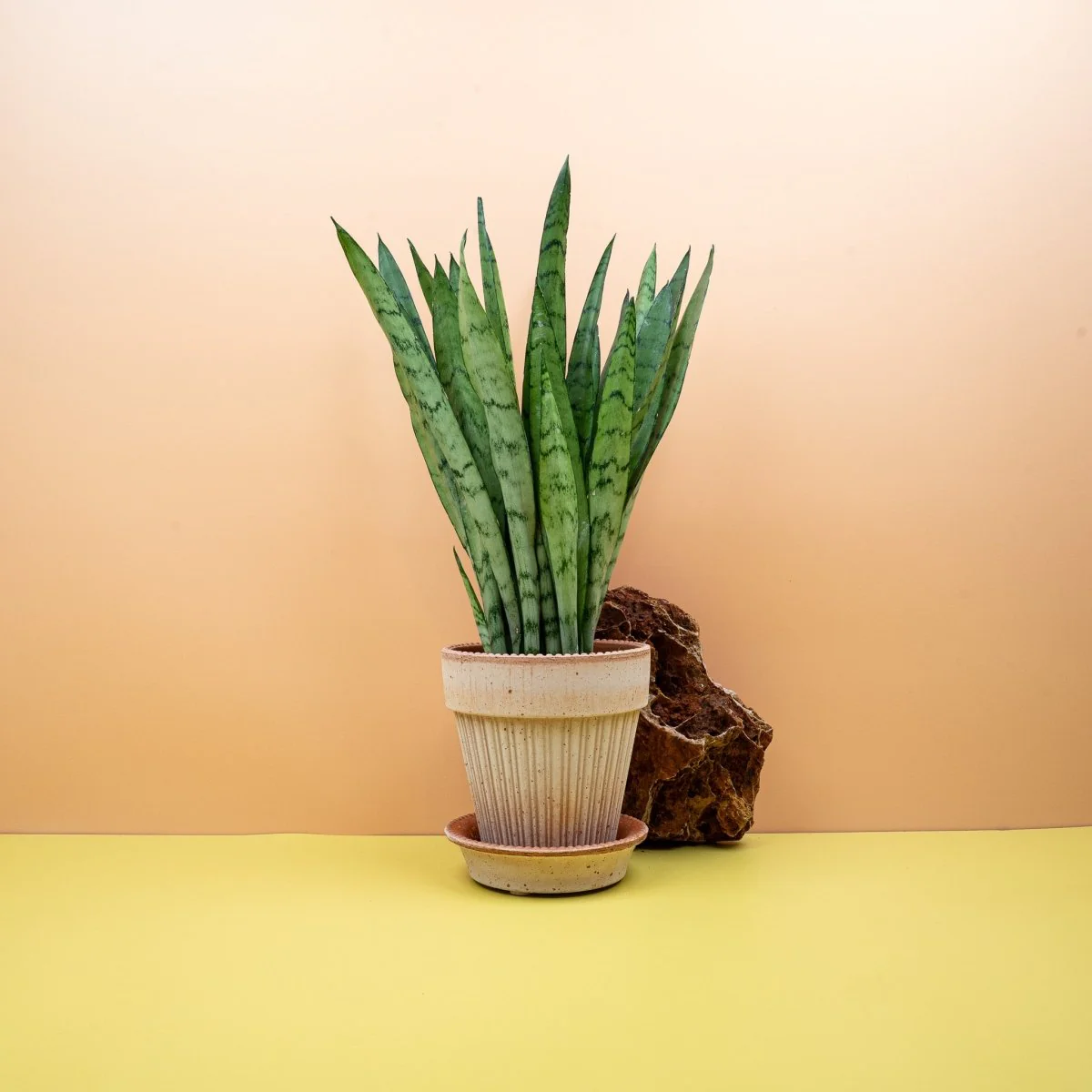 SANSEVIERIA SILVER PRINCESS - Image 6