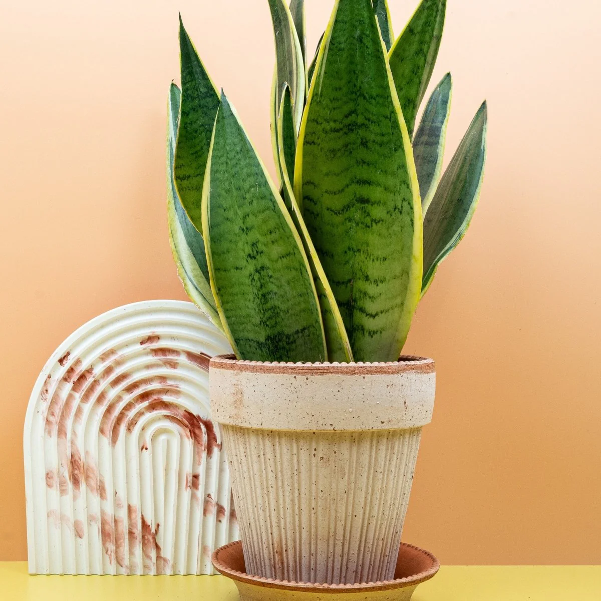 SANSEVIERIA SNOW WHITE - Image 10