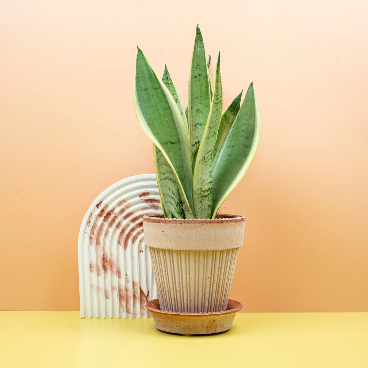 SANSEVIERIA SNOW WHITE - Image 4