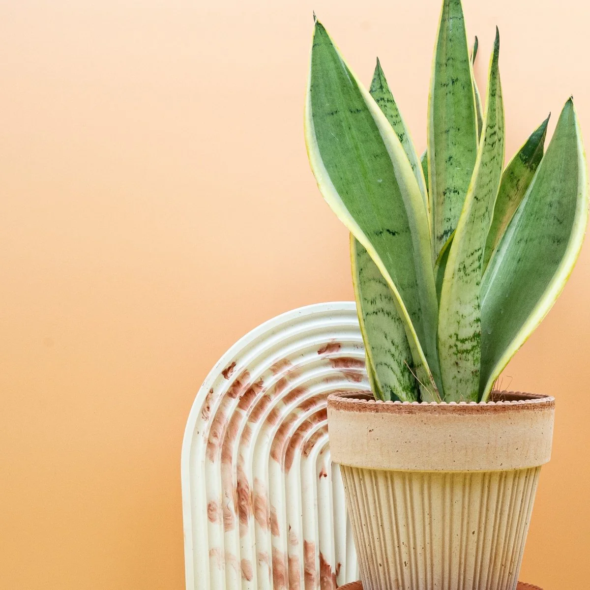 SANSEVIERIA SNOW WHITE - Image 5