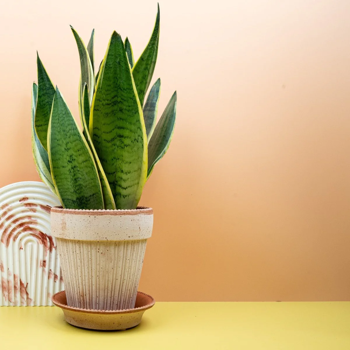 SANSEVIERIA SNOW WHITE - Image 7