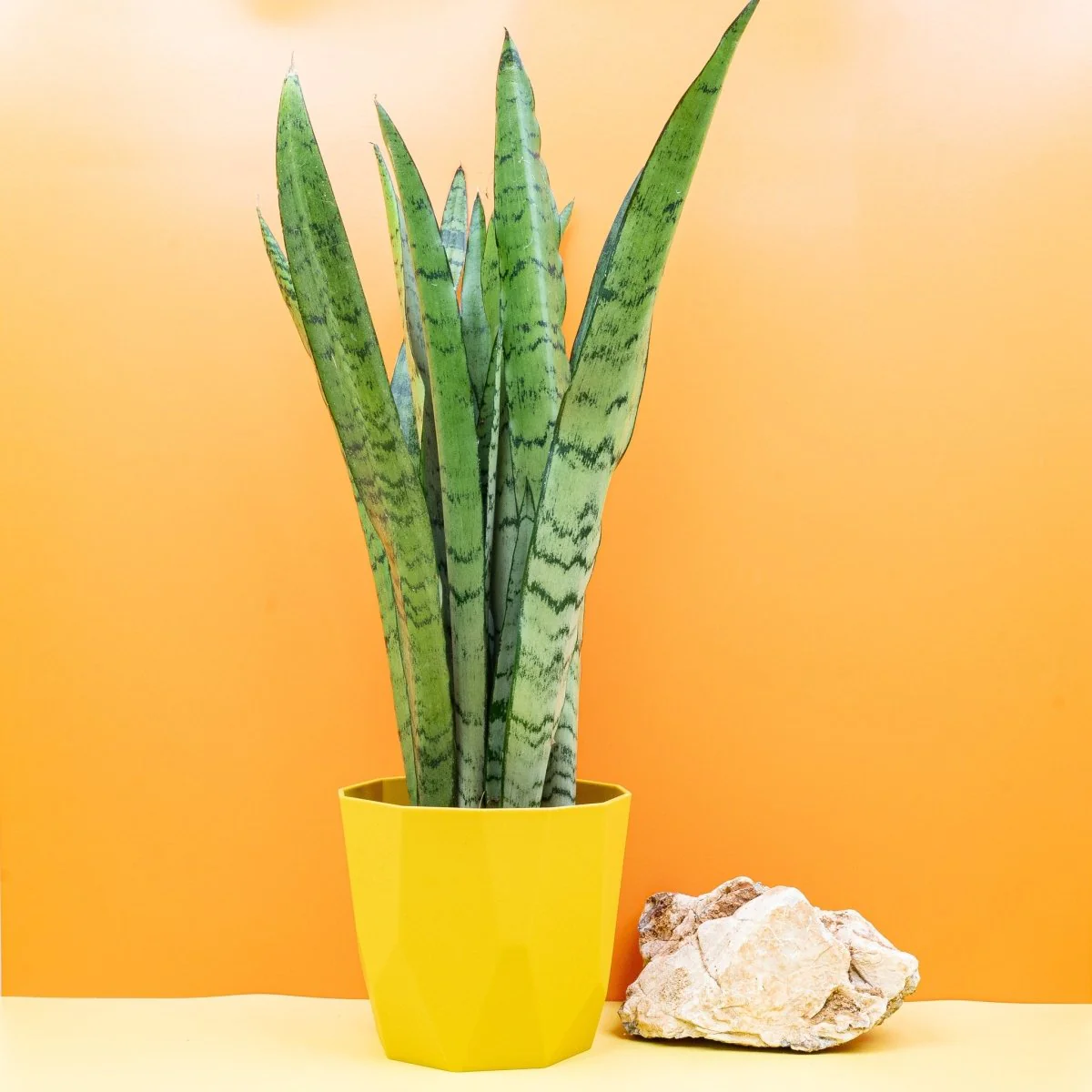 SANSEVIERIA SPEARMINT
