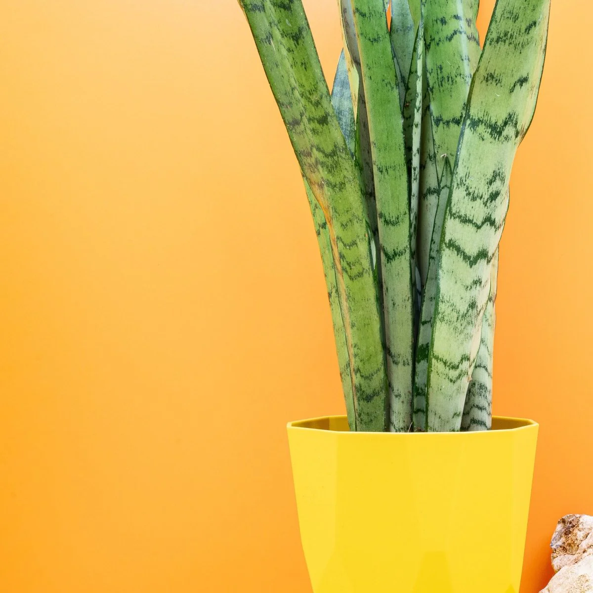 SANSEVIERIA SPEARMINT - Image 2
