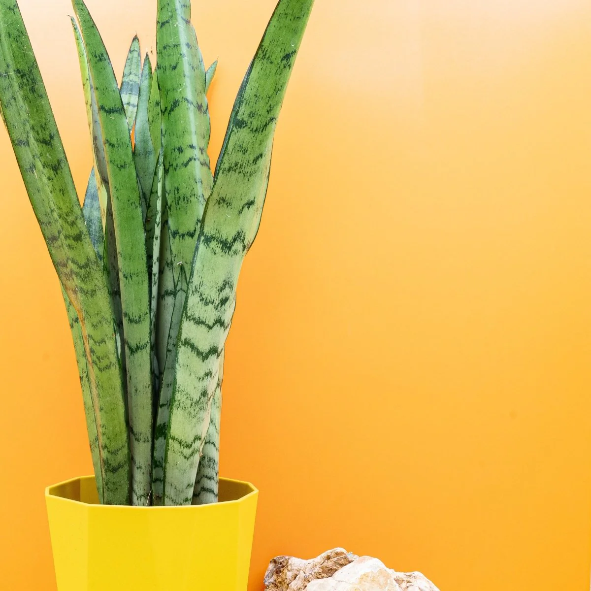 SANSEVIERIA SPEARMINT - Image 3