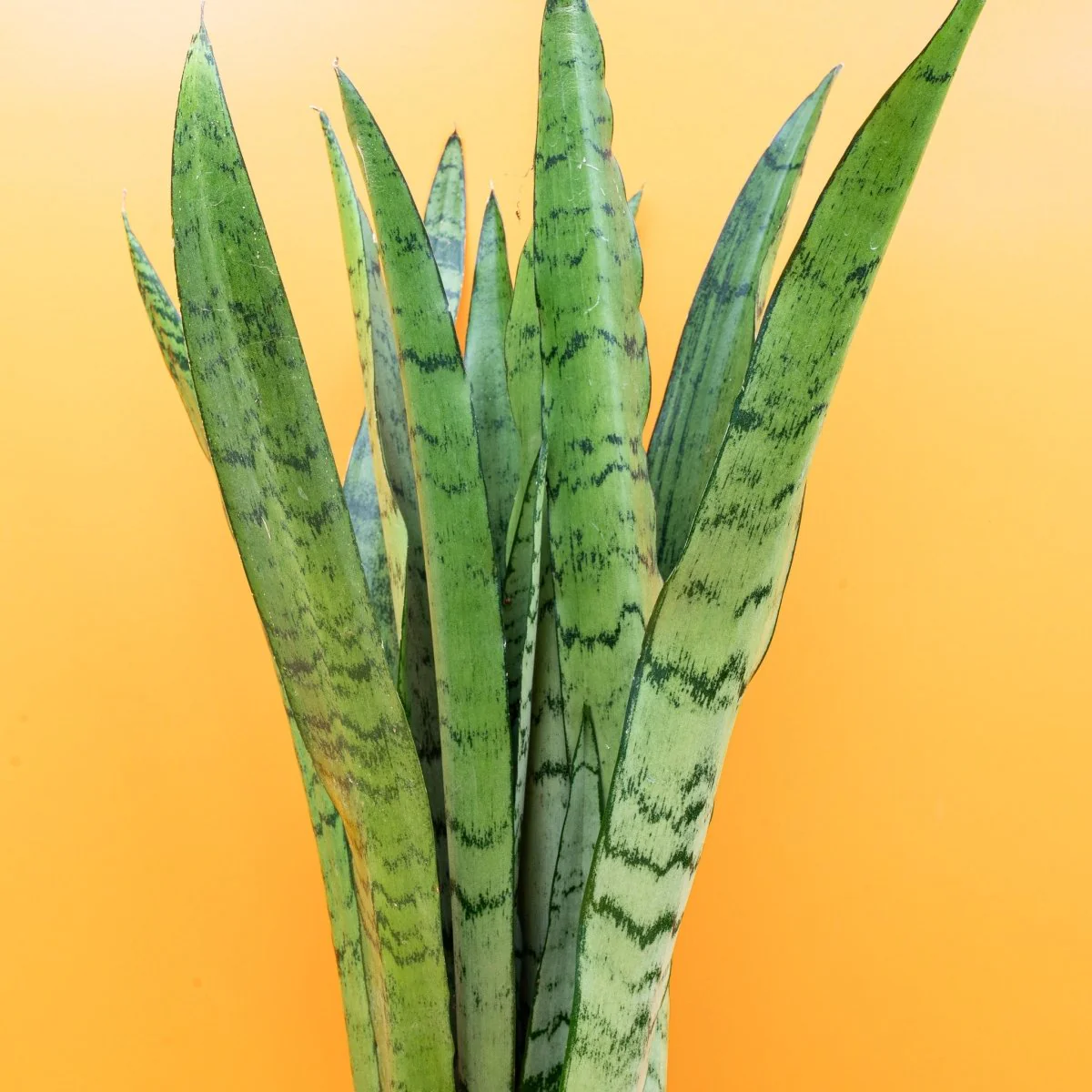 SANSEVIERIA SPEARMINT - Image 4
