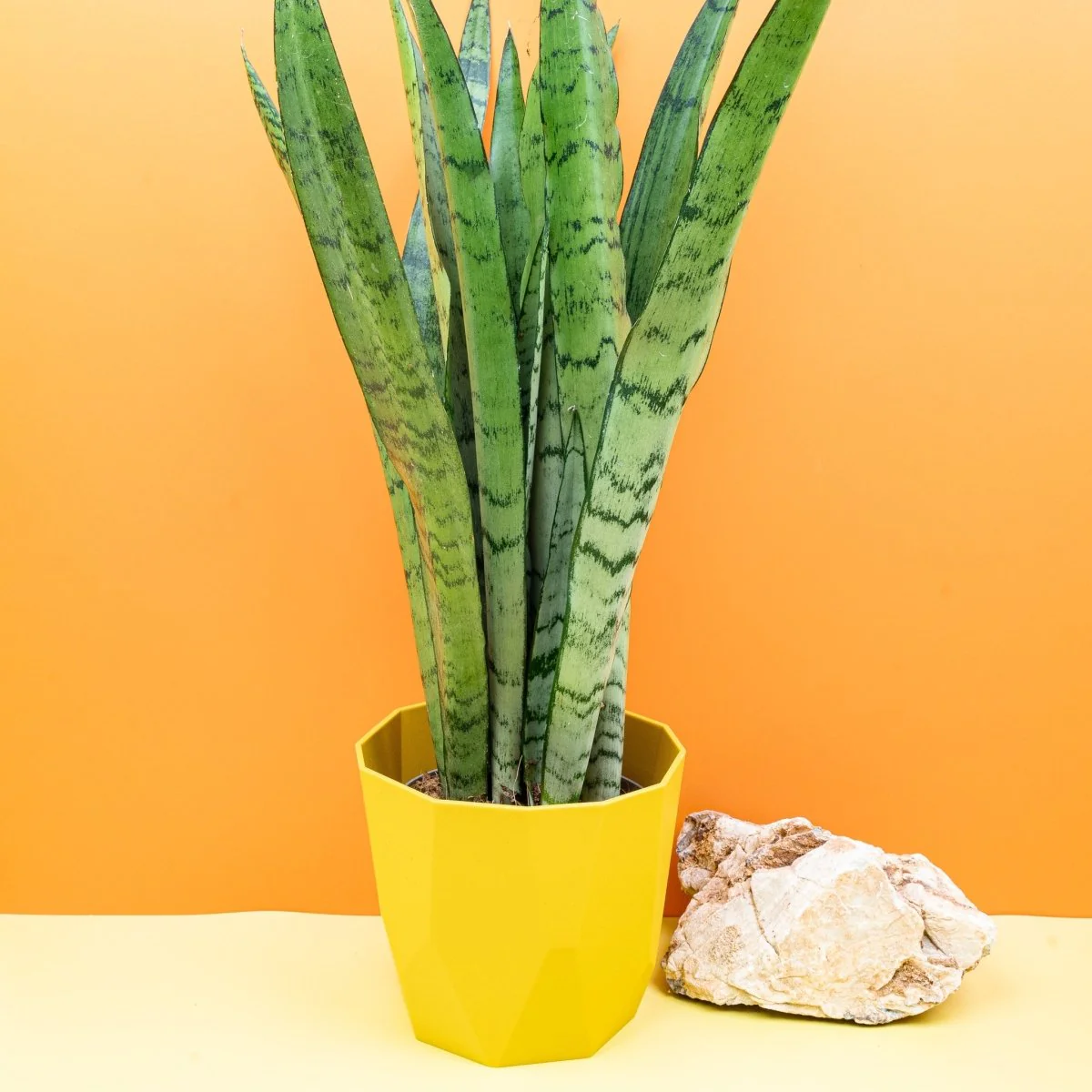 SANSEVIERIA SPEARMINT - Image 5