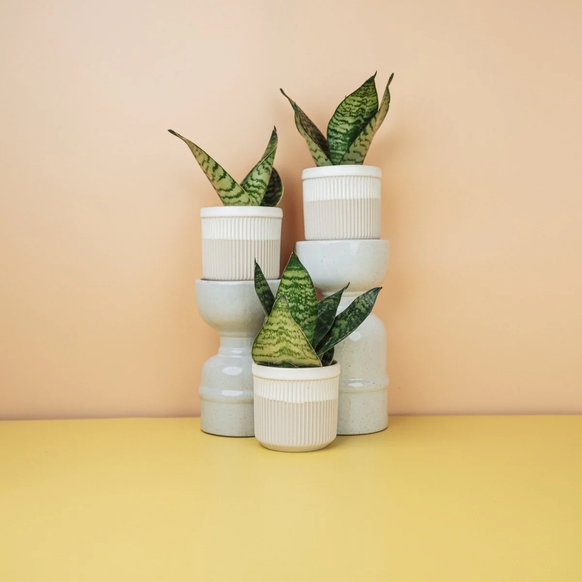 SANSEVIERIA TRIFASCIATA HAHNII