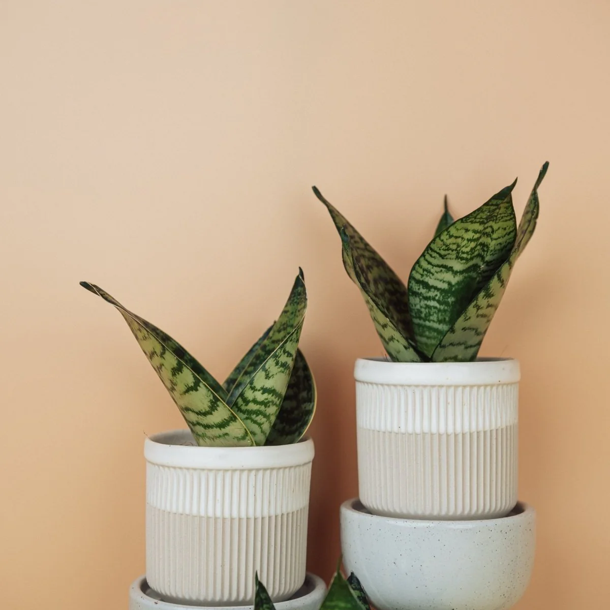 SANSEVIERIA TRIFASCIATA HAHNII - Image 2