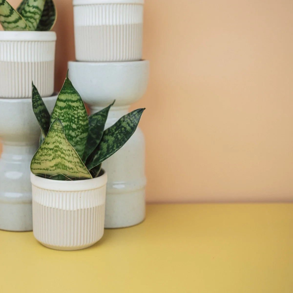 SANSEVIERIA TRIFASCIATA HAHNII - Image 3