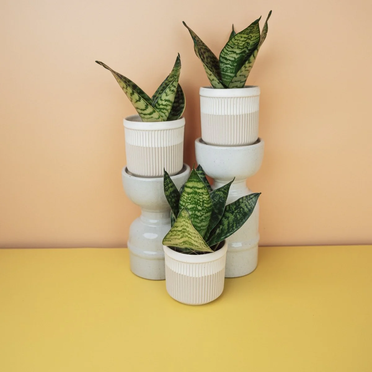SANSEVIERIA TRIFASCIATA HAHNII - Image 4