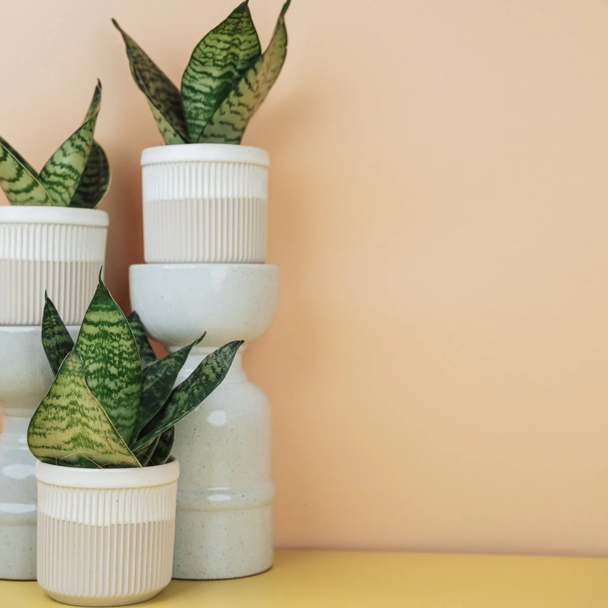 SANSEVIERIA TRIFASCIATA HAHNII - Image 5