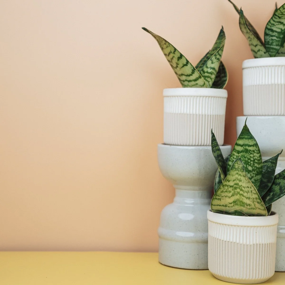 SANSEVIERIA TRIFASCIATA HAHNII - Image 6