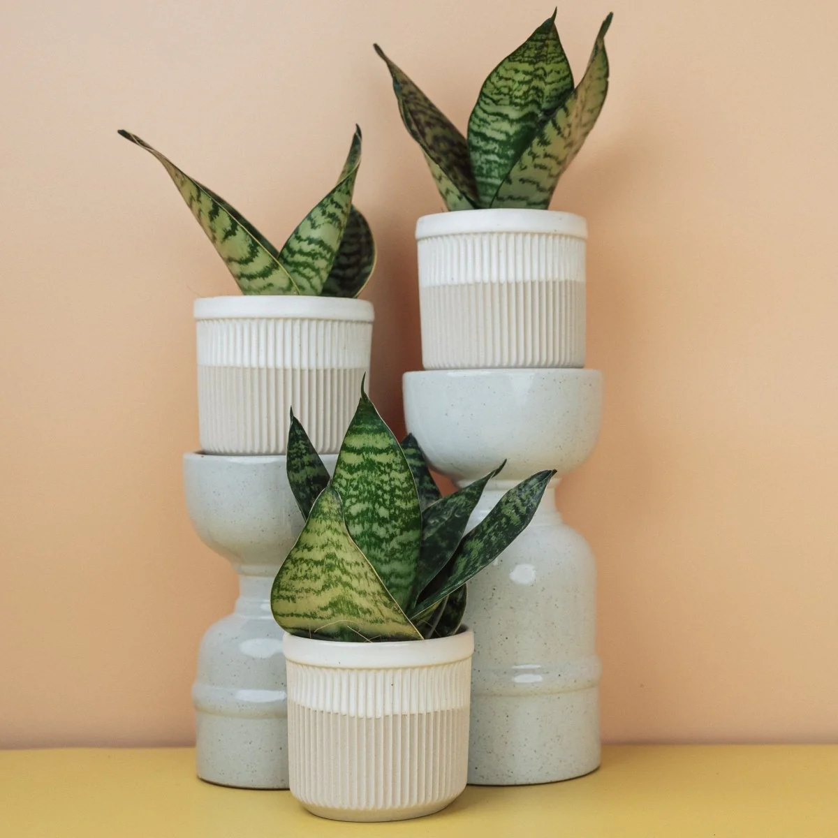 SANSEVIERIA TRIFASCIATA HAHNII - Image 7