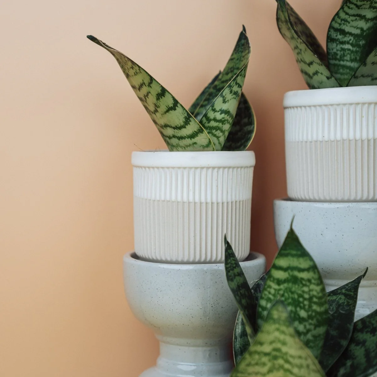 SANSEVIERIA TRIFASCIATA HAHNII - Image 8