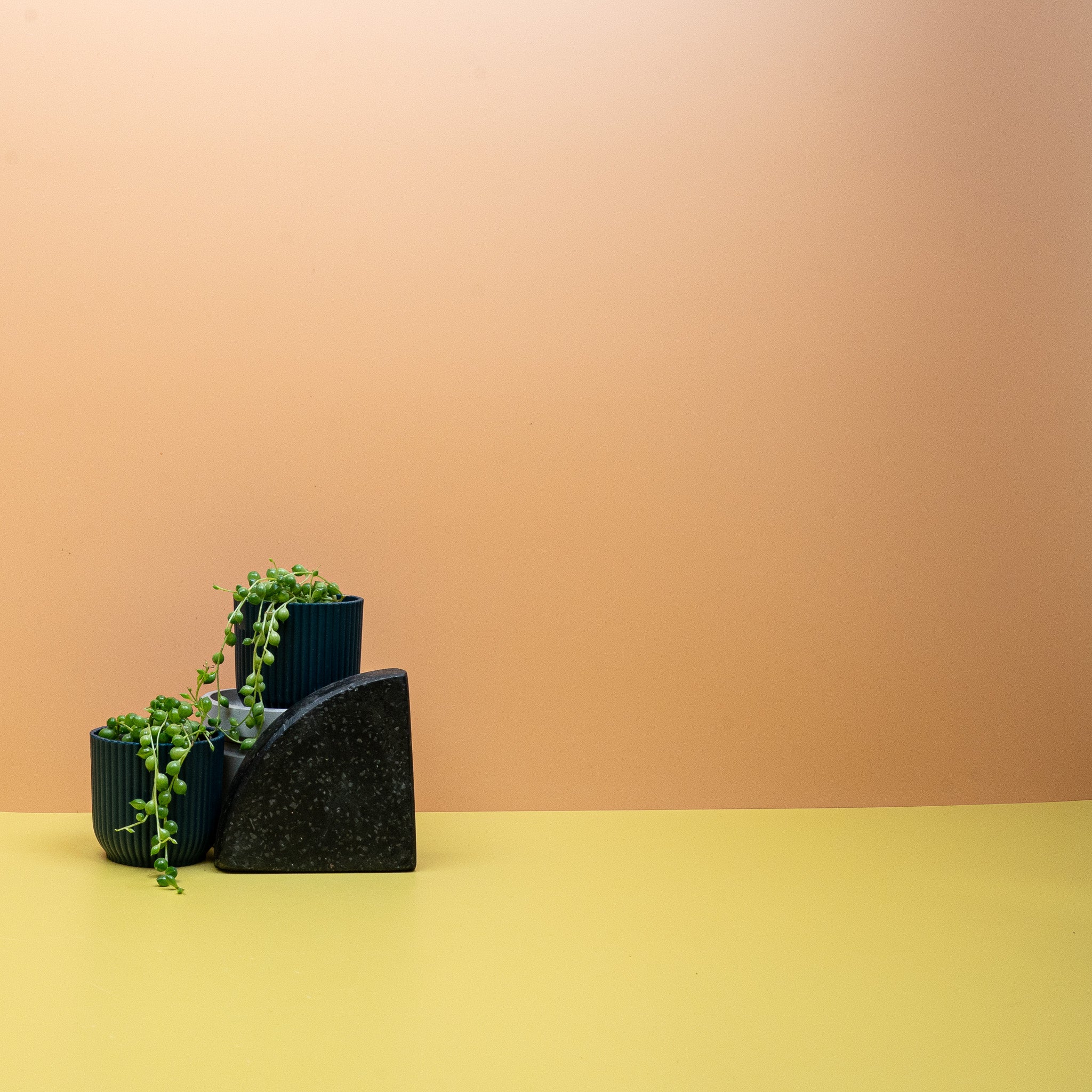 SENECIO ROWLEYANUS - Image 3