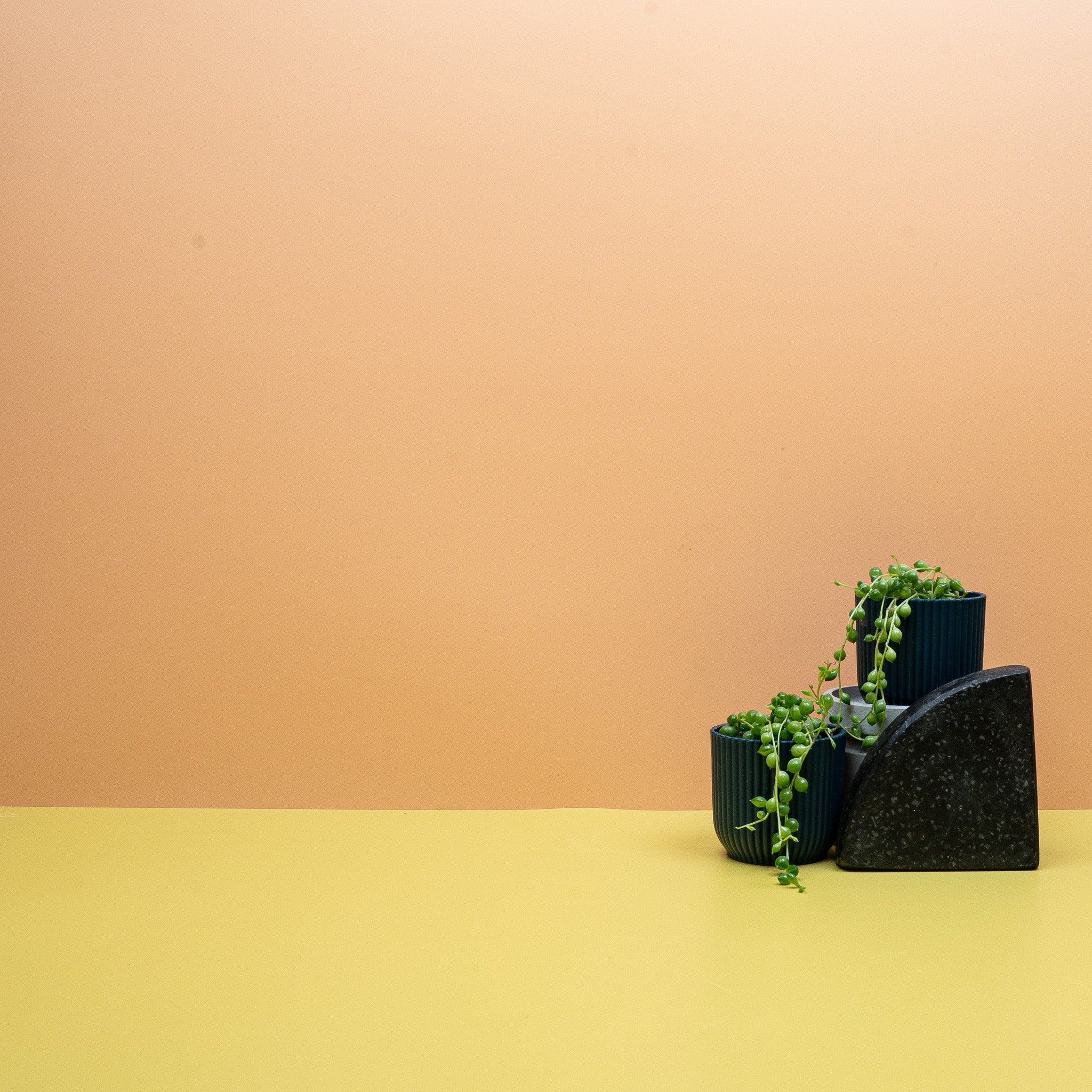 SENECIO ROWLEYANUS - Image 4