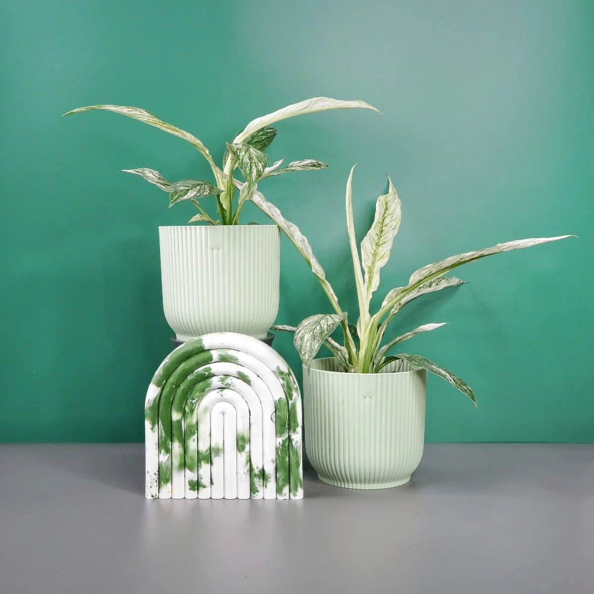 SPATHIPHYLLUM SENSATION VARIEGATA