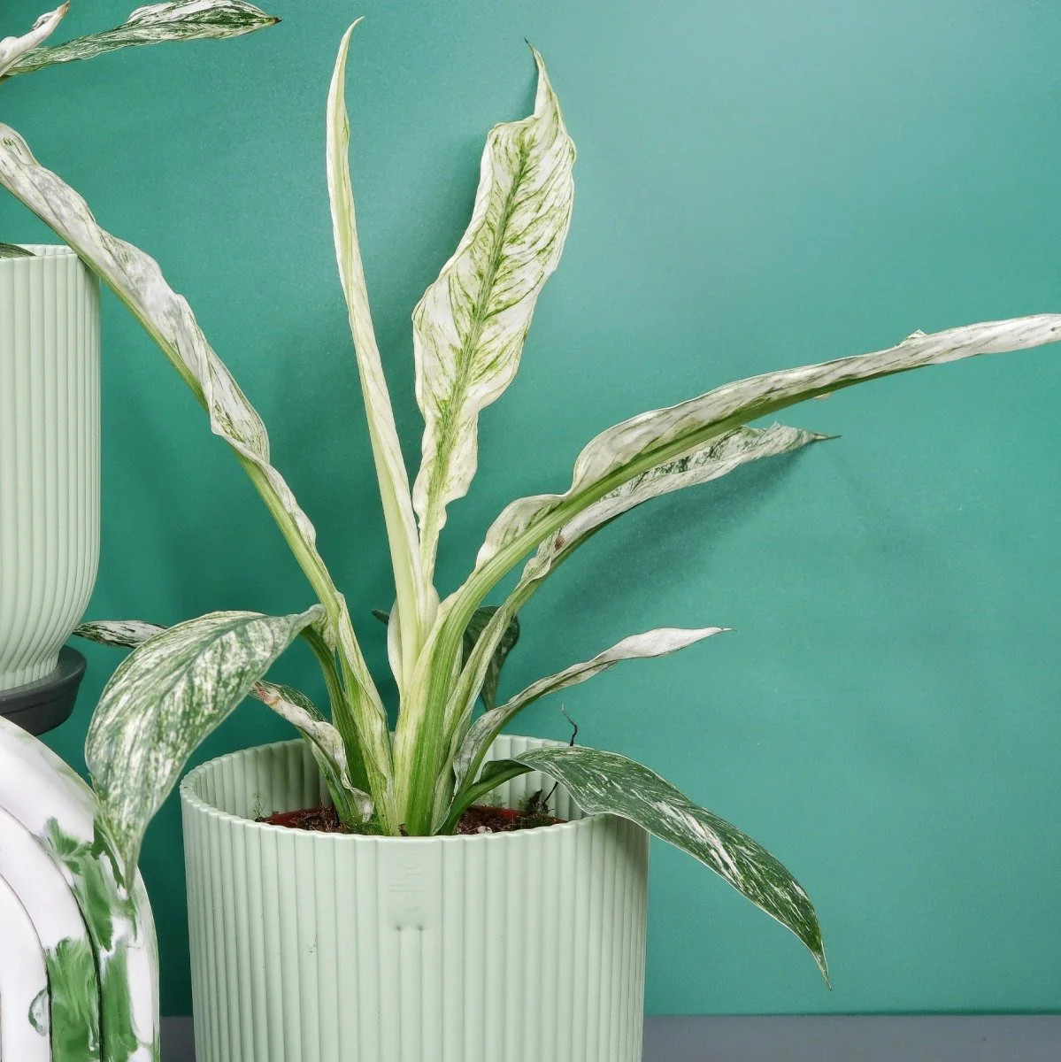 SPATHIPHYLLUM SENSATION VARIEGATA - Image 4