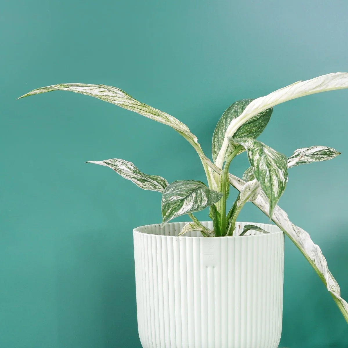 SPATHIPHYLLUM SENSATION VARIEGATA - Image 5