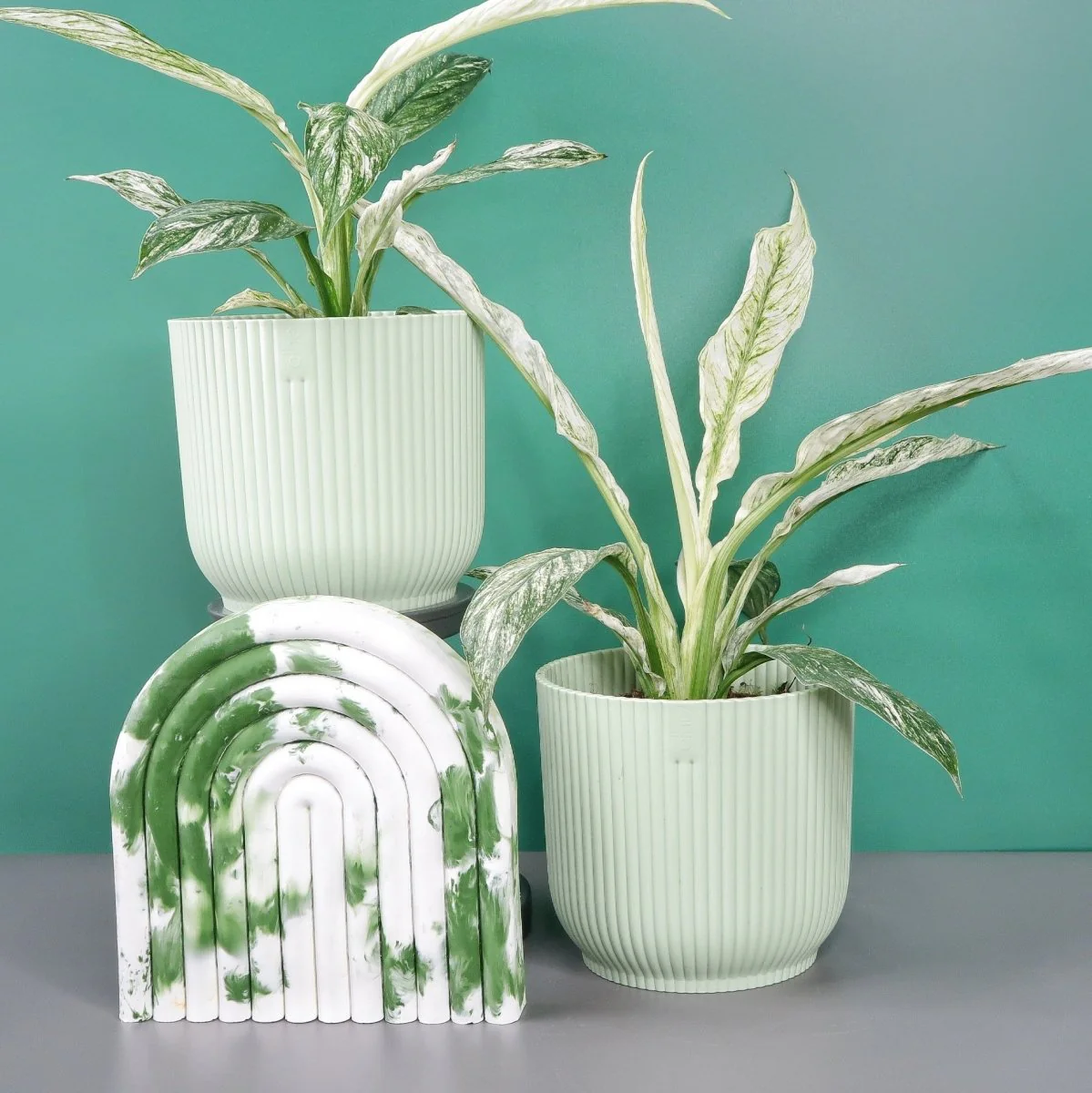 SPATHIPHYLLUM SENSATION VARIEGATA - Image 7