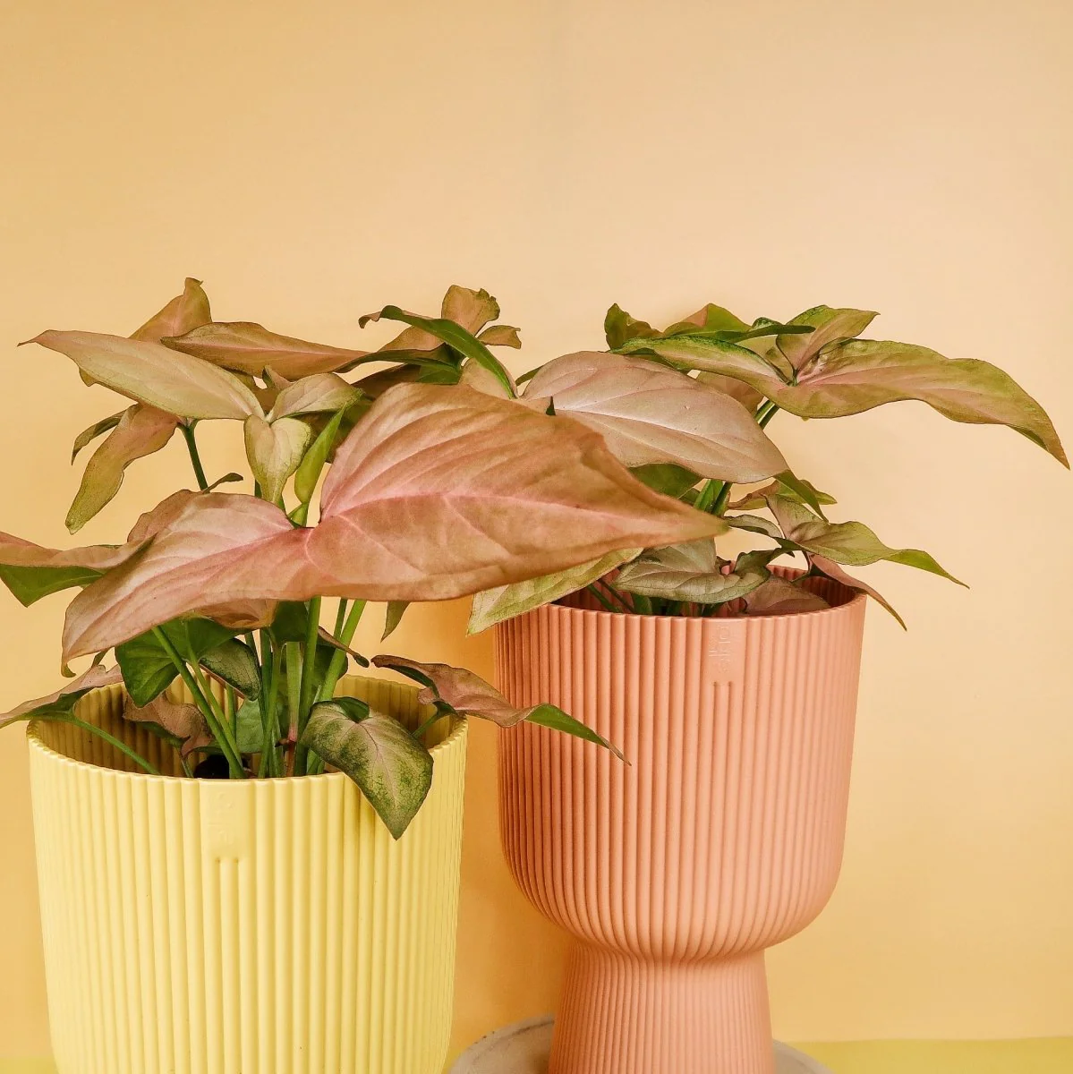 SYNGONIUM PINK SPLASH - Image 5