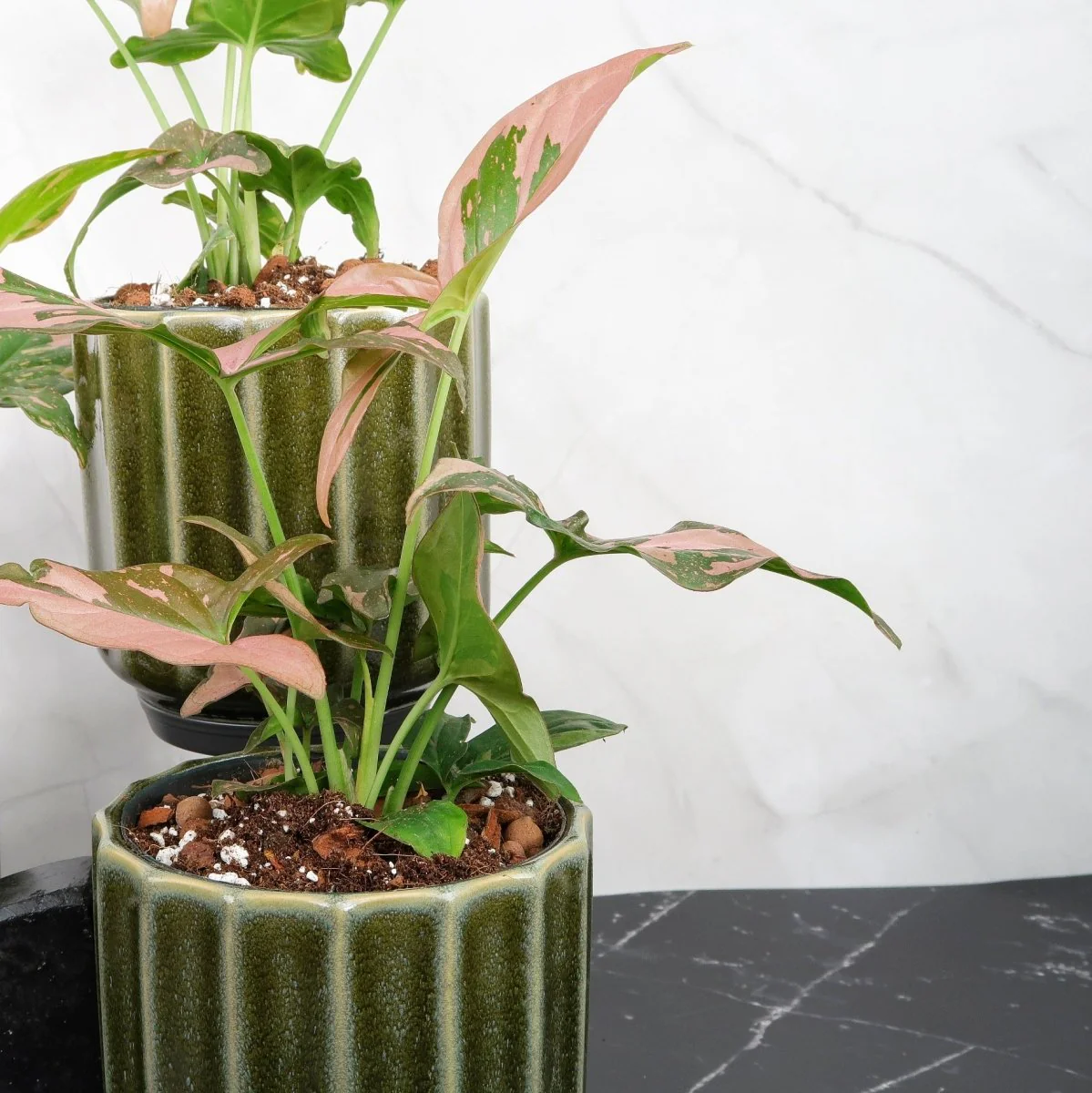 SYNGONIUM RED SPOT - Image 3
