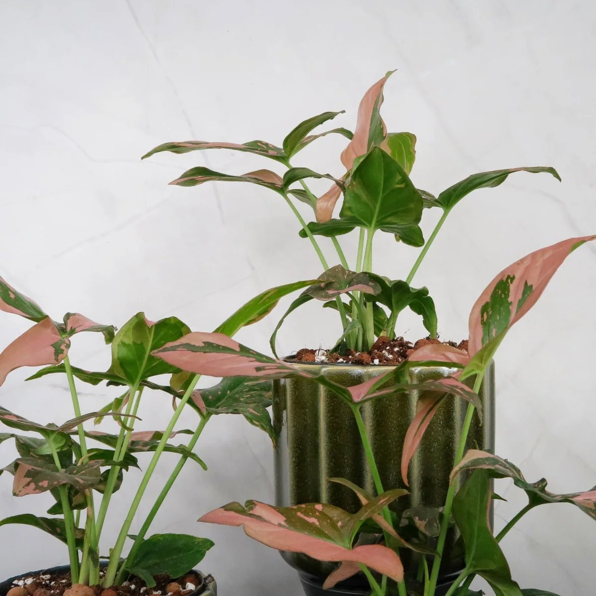 SYNGONIUM RED SPOT - Image 4