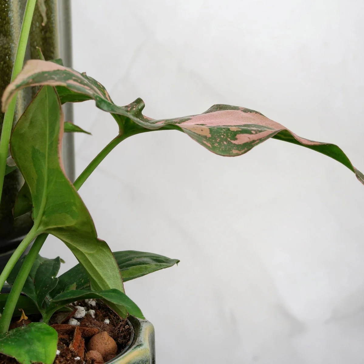 SYNGONIUM RED SPOT - Image 5