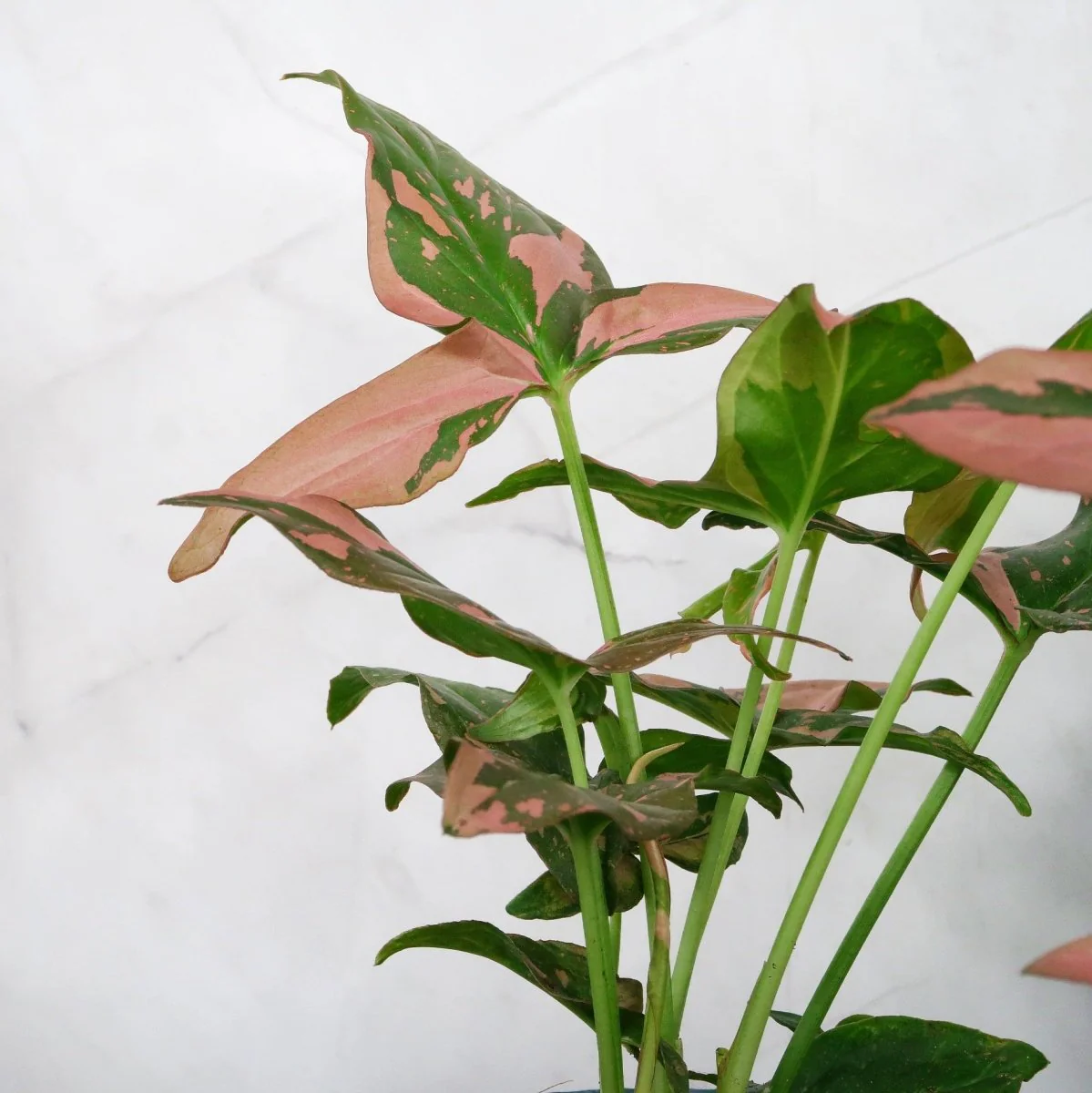 SYNGONIUM RED SPOT - Image 6