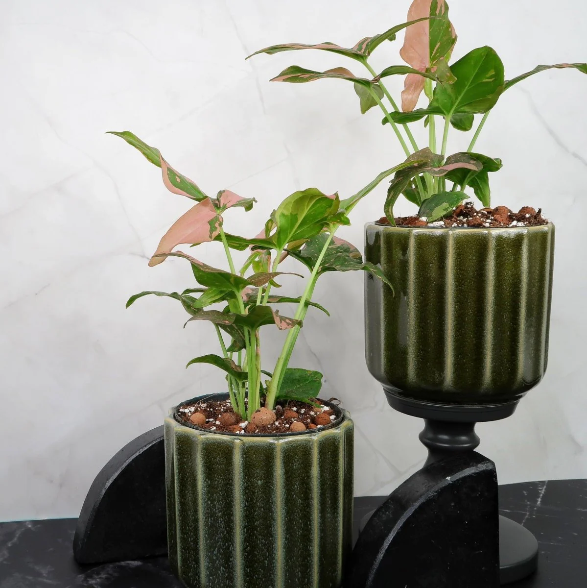 SYNGONIUM RED SPOT - Image 7