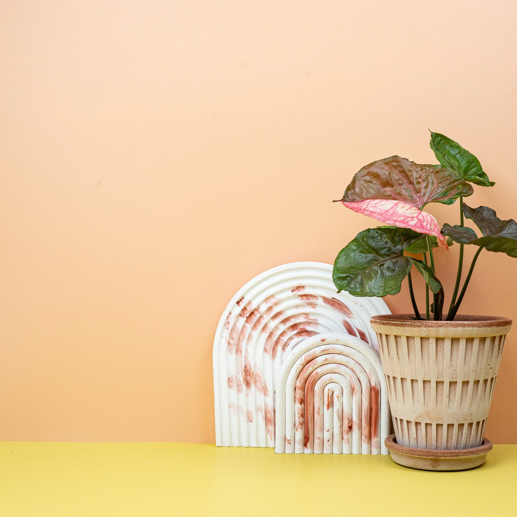 SYNGONIUM STRAWBERRY ICE - Image 3