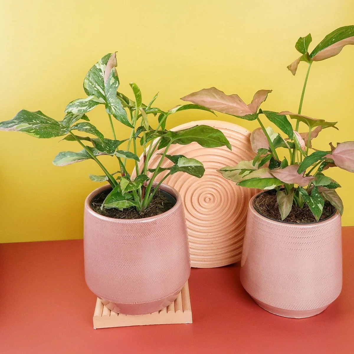 SYNGONIUM TRICOLOR - Image 5