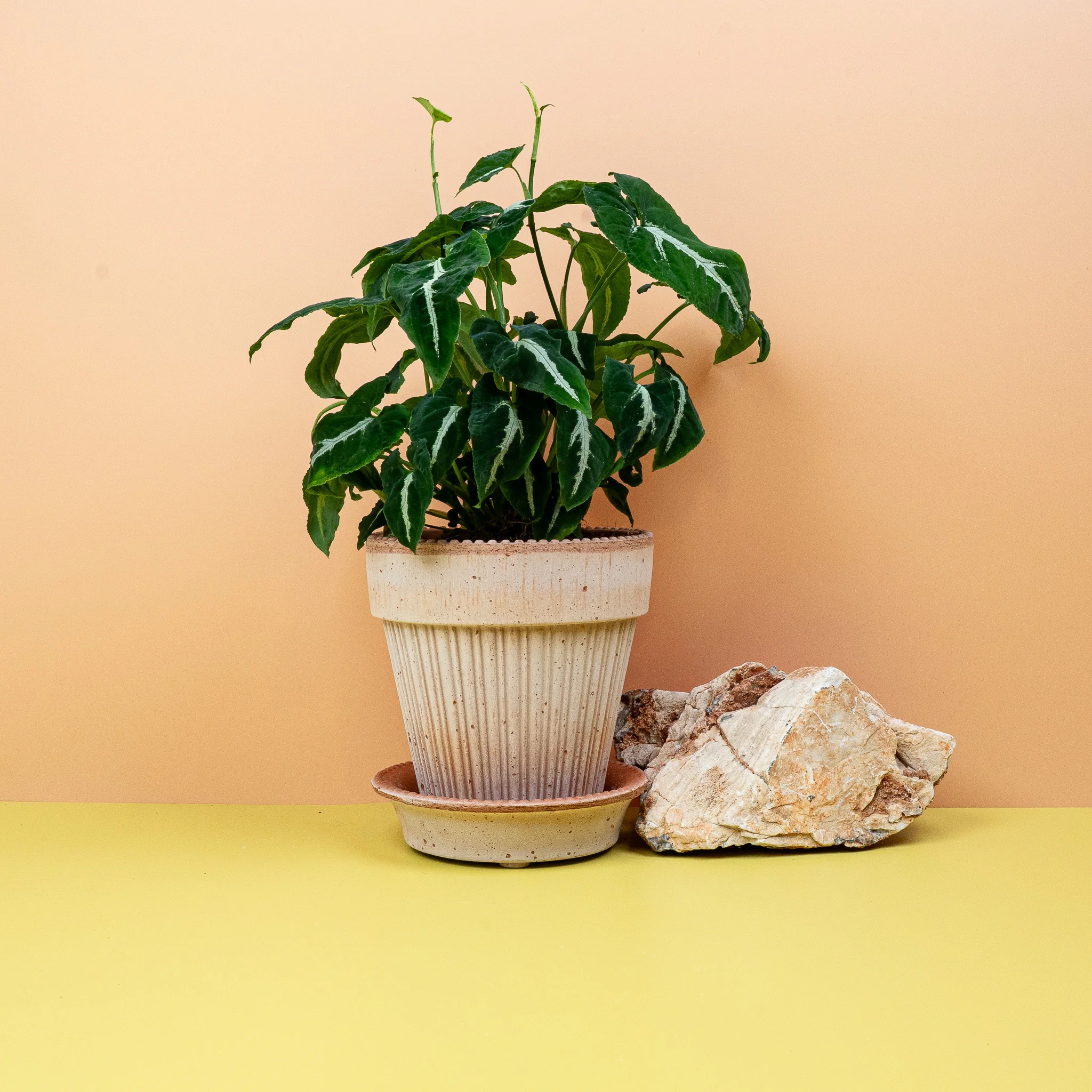 SYNGONIUM WENDLANDII