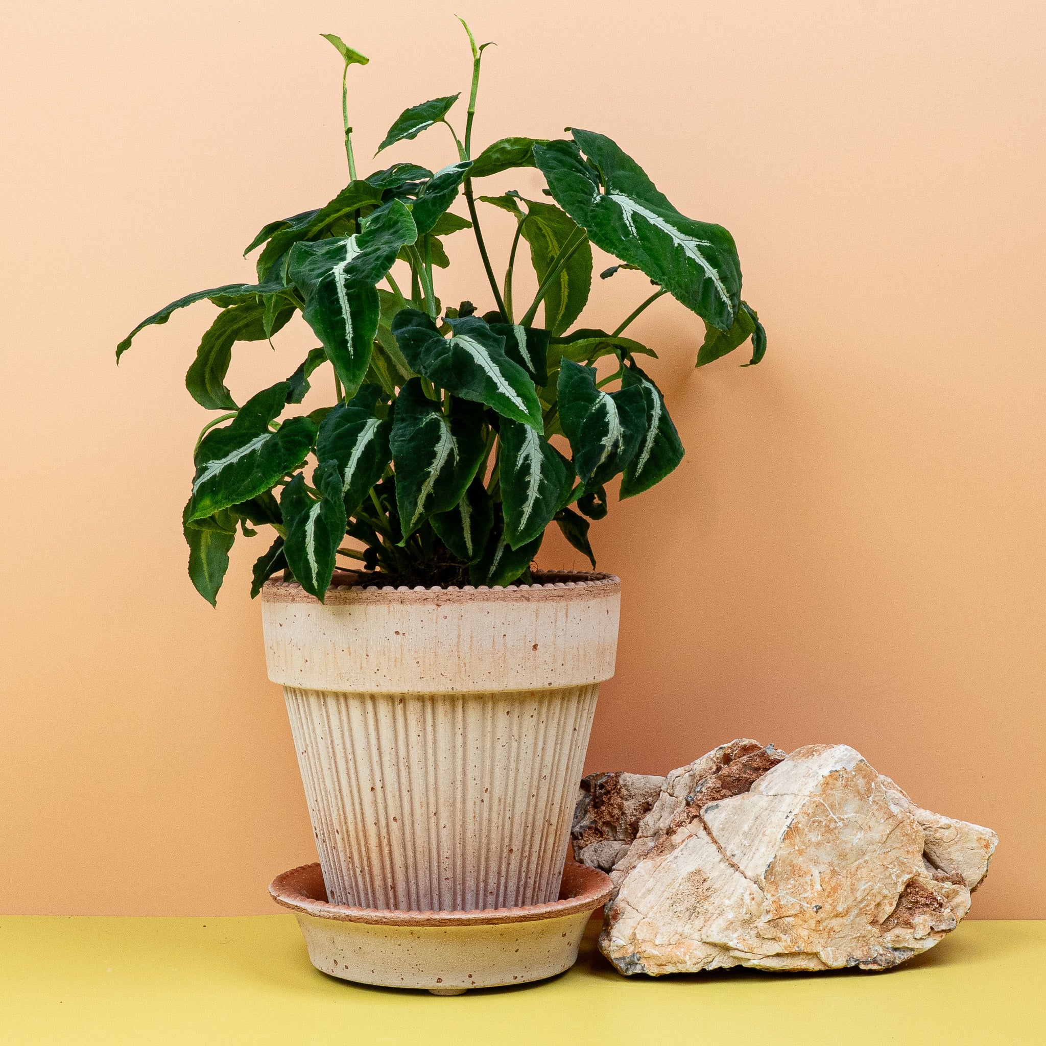SYNGONIUM WENDLANDII - Image 5