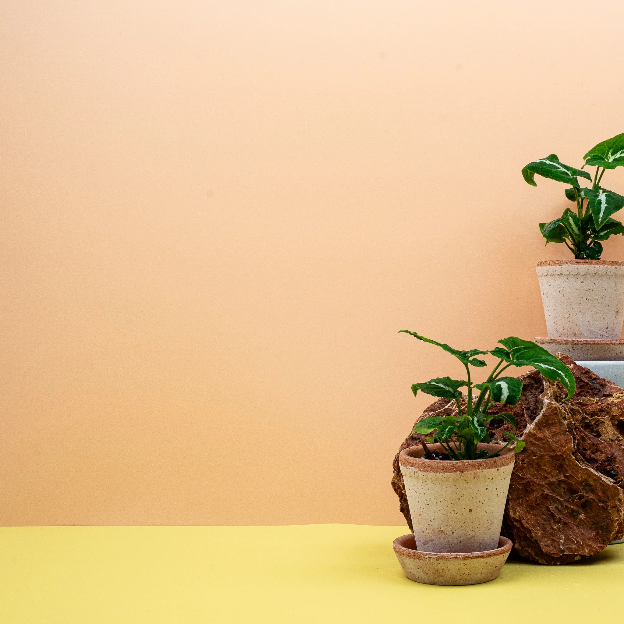 SYNGONIUM WENDLANDII - Image 8