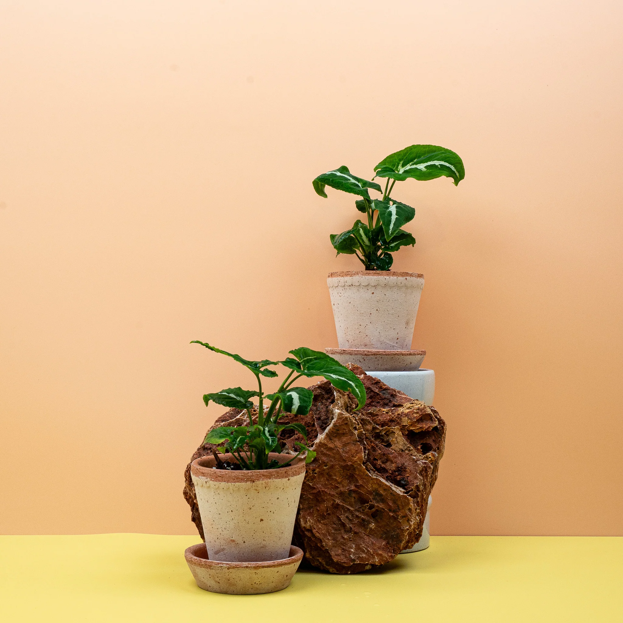 SYNGONIUM WENDLANDII - Image 9