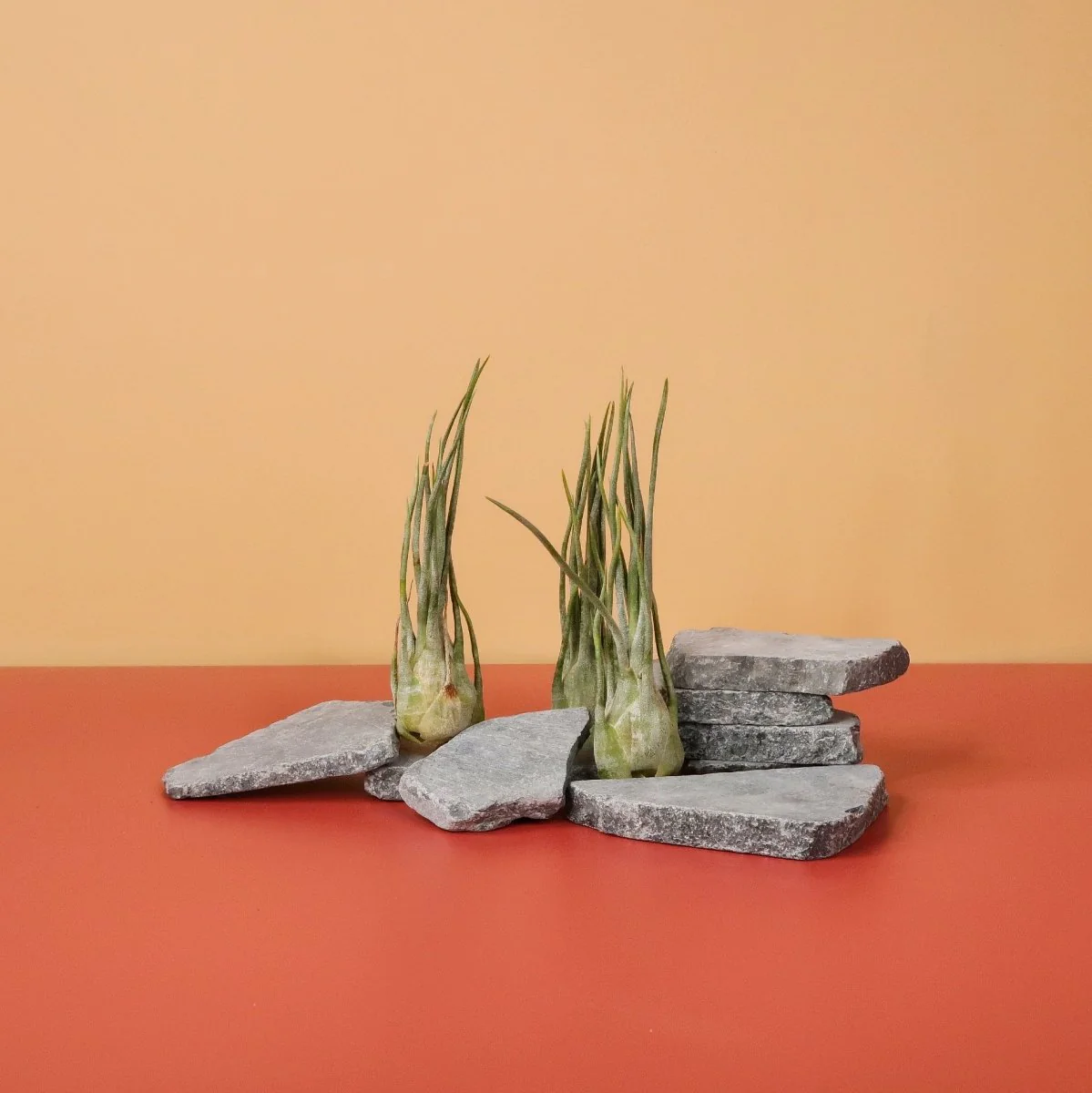 TILLANDSIA ARIZA JULIAE