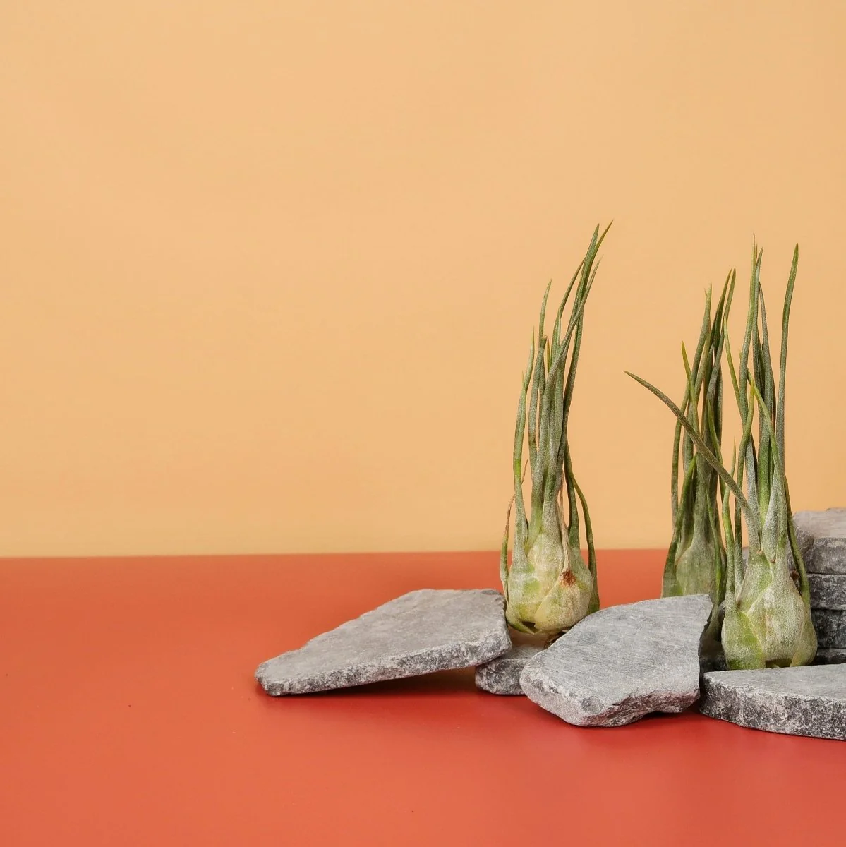 TILLANDSIA ARIZA JULIAE - Image 3